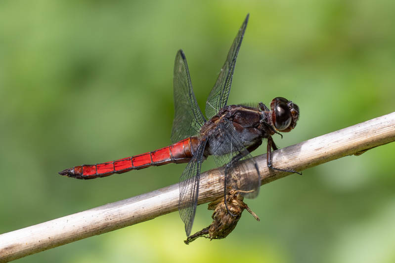Libellula herculea (Hercules Skimmer) male.jpg